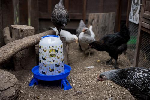 Show full view: My Favorite Chicken Chicken Drinker, 1.32-gal slide 2 of 7