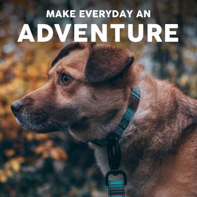 Show full view: Embark Harness Co. Adventure Dog Leash, Boho, 4-ft slide 7 of 7