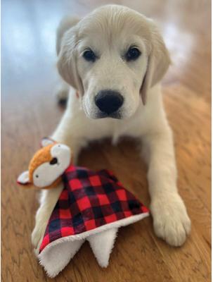 Show full view: Zanies Buffalo Check Fox Puppy Blanket Squeaky Dog Chew Toy slide 4 of 6