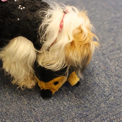 Show full view: Digger's HeDigger'sehog Squeaky Plush Dog Toy slide 5 of 5