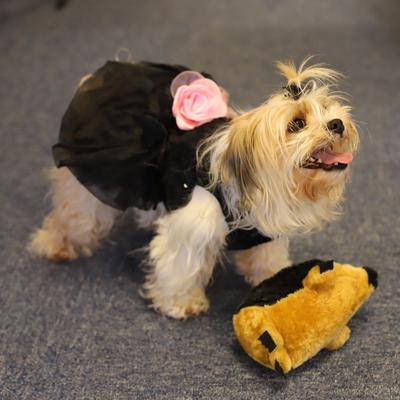 Show full view: Digger's HeDigger'sehog Squeaky Plush Dog Toy slide 4 of 5