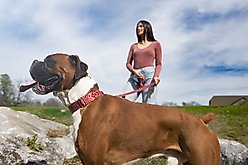 Country Brook Petz Red Bandana Martingale Dog Collar, Medium: 15 to 21-in neck, 1-in wide slide 2 of 7