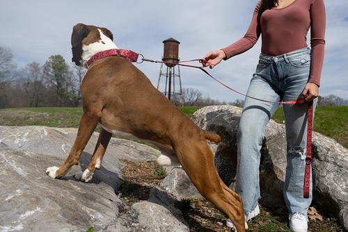 Show full view: Country Brook Petz Red Bandana Martingale Dog Collar, Large: 18 to 26-in neck, 1-in wide slide 2 of 7