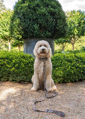 Show full view: Country Brook Petz Saddle Up Martingale Dog Collar, Large: 18 to 26-in neck, 1-in wide slide 2 of 7