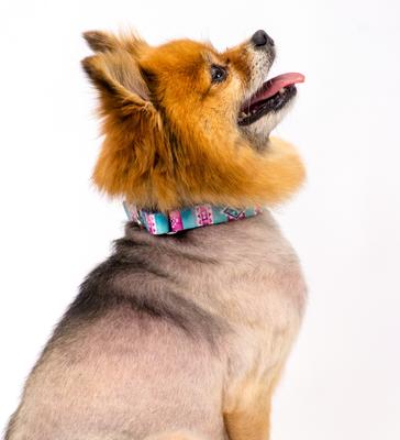 Show full view: Country Brook Petz Albuquerque Martingale Dog Collar, X-Small: 9 to 12-in neck, 1/2-in wide slide 2 of 7