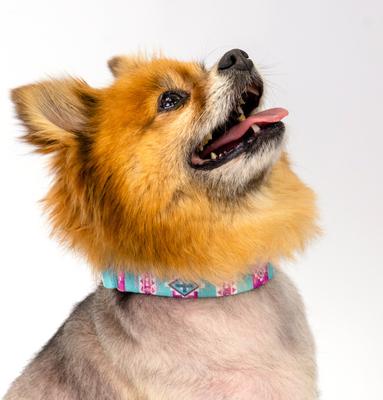 Show full view: Country Brook Petz Albuquerque Martingale Dog Collar, X-Small: 9 to 12-in neck, 1/2-in wide slide 3 of 7