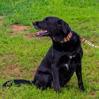 Show full view: Country Brook Petz Summer Pines Martingale Dog Collar, Large: 18 to 26-in neck, 1-in wide slide 2 of 7