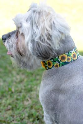 Show full view: Country Brook Petz Dairy Fields Martingale Dog Collar, Small: 11 to 15-in neck, 5/8-in wide slide 3 of 8