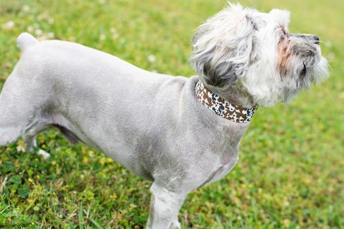 Show full view: Country Brook Petz Cow Print Martingale Dog Collar, X-Small: 9 to 12-in neck, 1/2-in wide slide 3 of 8