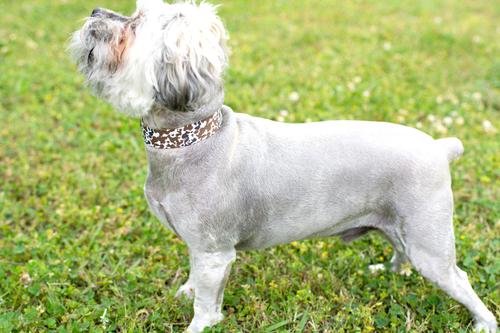 Show full view: Country Brook Petz Cow Print Martingale Dog Collar, X-Small: 9 to 12-in neck, 1/2-in wide slide 4 of 8