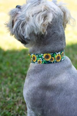 Show full view: Country Brook Petz Dairy Fields Martingale Dog Collar, Small: 11 to 15-in neck, 5/8-in wide slide 4 of 8