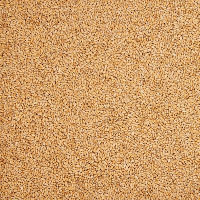 Show full view: Coop Care Healthy Greens Wheatgrass Fodder Chicken Feed, 16-oz pouch slide 8 of 10