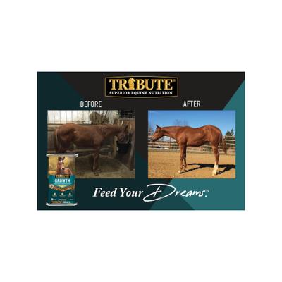 Show full view: Tribute Equine Nutrition Growth Textured Horse Feed, 50-lb bag slide 8 of 10