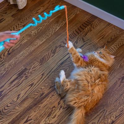 Show full view: Catstages Cat-apult Durable & Interactive Teasers-Wands Cat Toy with Catnip slide 7 of 9