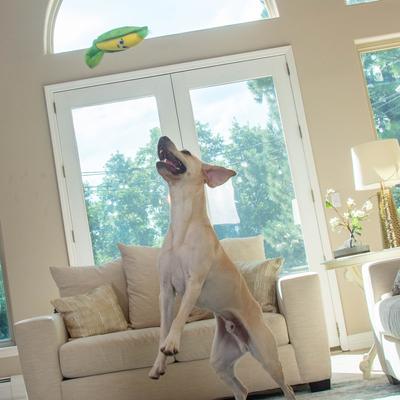 Show full view: Nina Ottosson by Outward Hound Hide N' Find Interactive Plush Puzzle Dog Toy slide 5 of 9