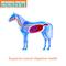 Show in main carousel: Vitalize Digest More Plus Pellets Horse Supplement, 10-lb bag slide 5 of 5