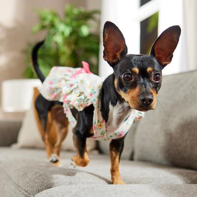 Show full view: Frisco Dainty Pink Floral Dog & Cat Dress, Floral, Small slide 6 of 9