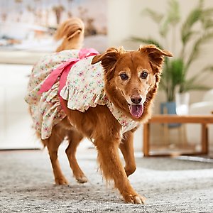 Frisco Dainty Pink Floral Dog & Cat Dress, XX-Large