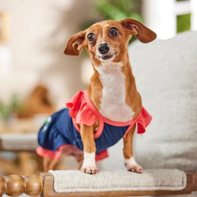 Show full view: Frisco Embroidered Floral Dog & Cat Dress, Small slide 7 of 11