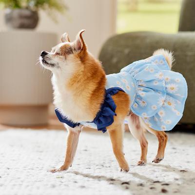 Show full view: Frisco Blue Daisies Dog & Cat Dress, X-Small slide 7 of 11