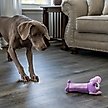Show in main carousel: Outward Hound Bottle Bros Elephant Plush Dog Toy slide 6 of 8