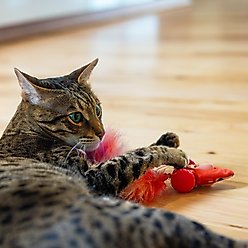 Catstages Racin' Squirrel Robot, Electronic Moving Cat Motion Toy, Red slide 2 of 7