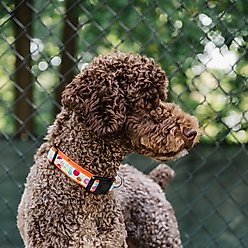 The Worthy Dog Tutti Frutti Dog Collar, Blue, Small: 8 to 14-in neck, 5/8-in wide slide 2 of 4