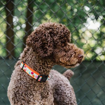 Show full view: The Worthy Dog Tutti Frutti Dog Collar, Blue, Medium: 11 to 17-in neck, 1-in wide slide 4 of 4