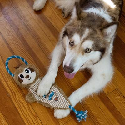 Show full view: Outward Hound by Charming Pet Ropiez Sloth Plush Dog Toy slide 6 of 6