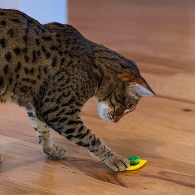 Show full view: Catstages Dental Lemon Teether Cat Plush Toy with Catnip Oil, Yellow slide 6 of 9