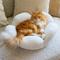 Show in main carousel: Catstages Indoor Purrfect Petals Washable Flower Shaped Round Bolster Plush Cat Bed, White slide 7 of 11