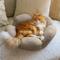 Show in main carousel: Catstages Indoor Purrfect Petals Washable Flower Shaped Round Bolster Plush Cat Bed, Tan slide 8 of 12