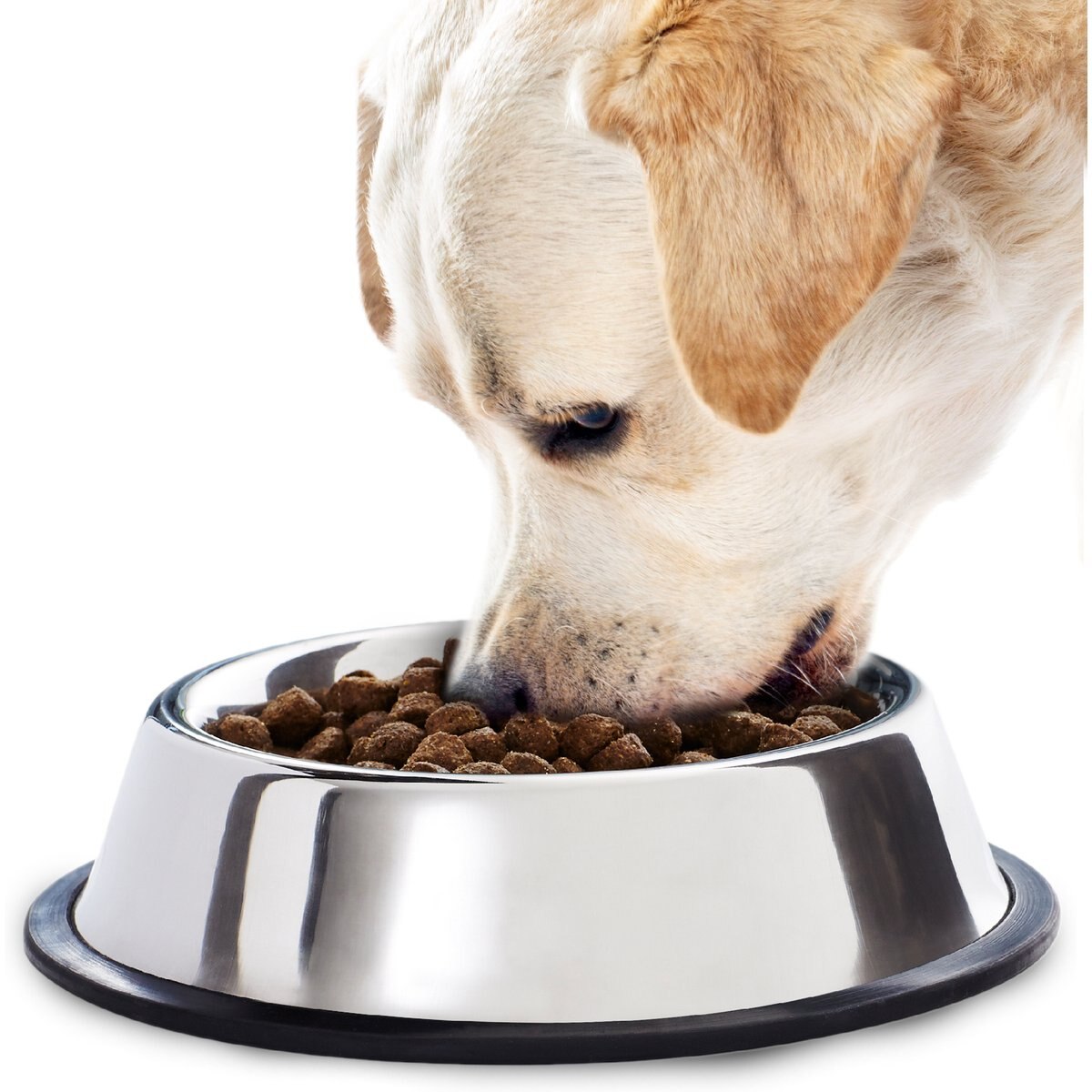 SunGrow No Spill Stainless Steel Large Dog Water & Food Bowl with Non-Slip Rubber Base, 64-oz