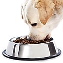 SunGrow No Spill Stainless Steel Large Dog Water & Food Bowl with Non-Slip Rubber Base, 64-oz