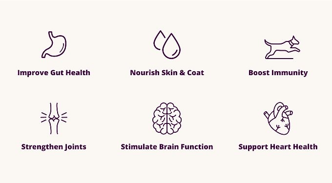 Health Extension Gently Cooked Grain-Free Salmon Recipe Wet Dog Food