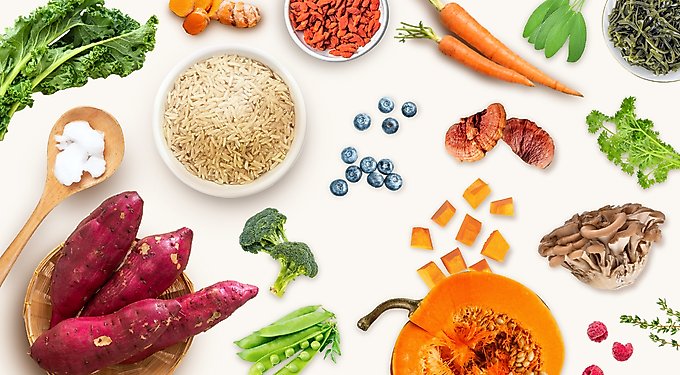 Health Extension Gently Cooked Grain-Free Salmon Recipe Wet Dog Food