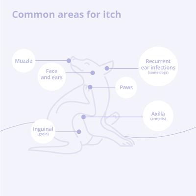 Show full view: Mal-A-Ket Shampoo for Dogs, Cats & Horses, 8-oz bottle slide 6 of 9