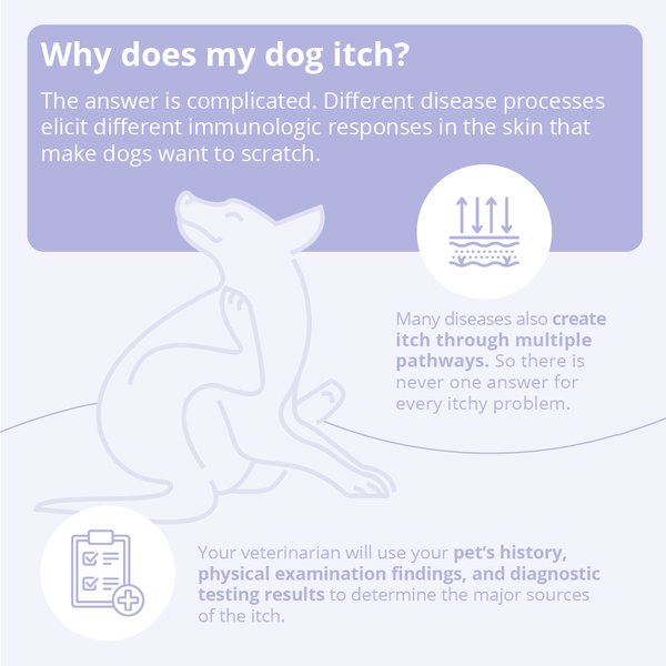 Show full view: Mal-A-Ket Shampoo for Dogs, Cats & Horses, 8-oz bottle slide 6 of 8
