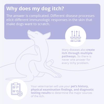 Show full view: Mal-A-Ket Shampoo for Dogs, Cats & Horses, 8-oz bottle slide 7 of 9