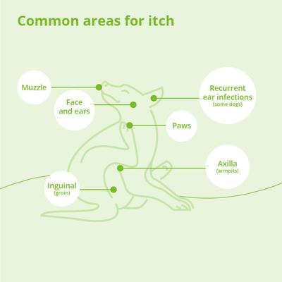 Show full view: DermaLyte Shampoo for Dogs, Cats & Horses, 12-oz bottle slide 6 of 8