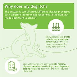 DermAllay Oatmeal Spray Conditioner for Dogs, Cats & Horses, 8-oz bottle slide 2 of 7