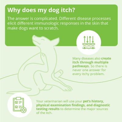 Show full view: DermAllay Oatmeal Spray Conditioner for Dogs, Cats & Horses, 8-oz bottle slide 7 of 9