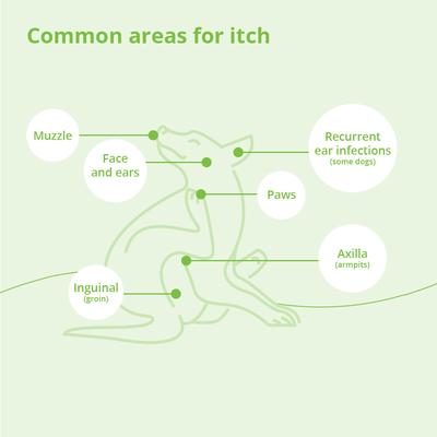 Show full view: DermAllay Oatmeal Spray Conditioner for Dogs, Cats & Horses, 8-oz bottle slide 6 of 9