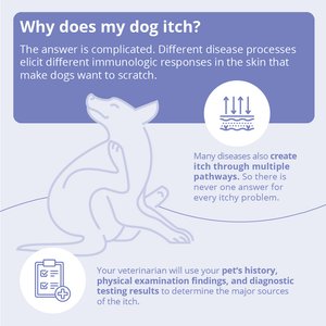 MiconaHex+Triz Shampoo for Dogs & Cats, 8-fl oz bottle
