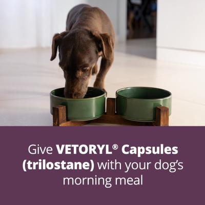 Show full view: Vetoryl (trilostane) Capsules for Dogs, 5-mg, 30 capsules slide 3 of 10