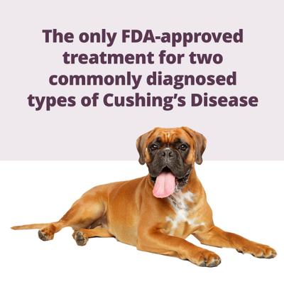 Show full view: Vetoryl (trilostane) Capsules for Dogs, 5-mg, 30 capsules slide 2 of 10