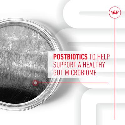 Show full view: Royal Canin Digestive Support Soft Chews Supplement for Adult Dogs, 60 count slide 6 of 12