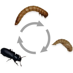 Josh's Frogs Giant Mealworms Live Feed Reptile Food, 500 count