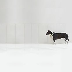 Hiddin Tall Clear View Zig Zag Freestanding Dog & Cat Gate, 8-Panel slide 1 of 9