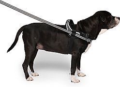 Canada Pooch Redirect Dog Harness, Black/Grey, Large slide 2 of 6